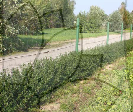 Jauns ligustru dzīvžogs