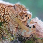 Ābeļu lapu pasviļņa kāpurs