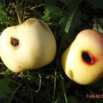 Ābolu tinēja kāpura bojājums