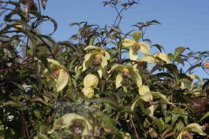 Clematis tangutica
